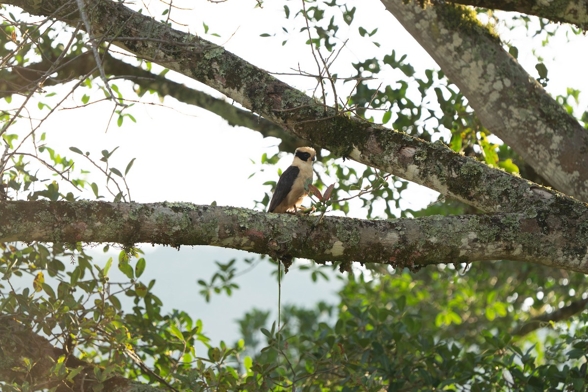 Laughing Falcon - ML644629112