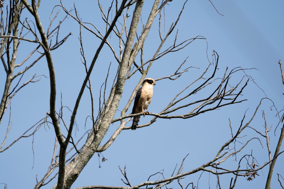 Laughing Falcon - ML644629113