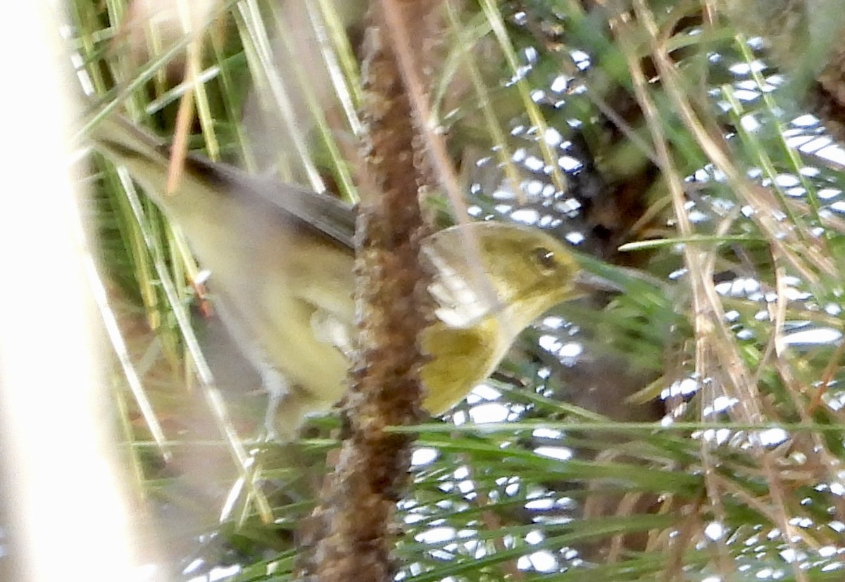 Pine Warbler - ML644629114