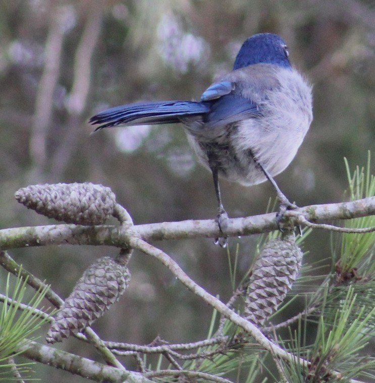 California Scrub-Jay - ML644629115