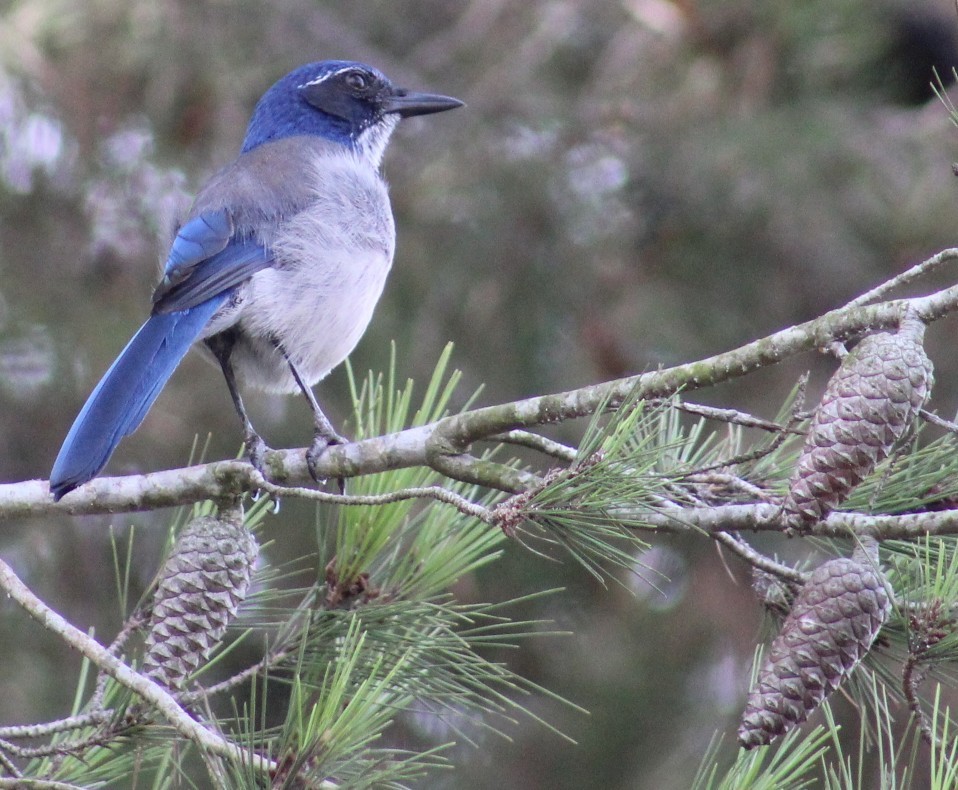 California Scrub-Jay - ML644629116