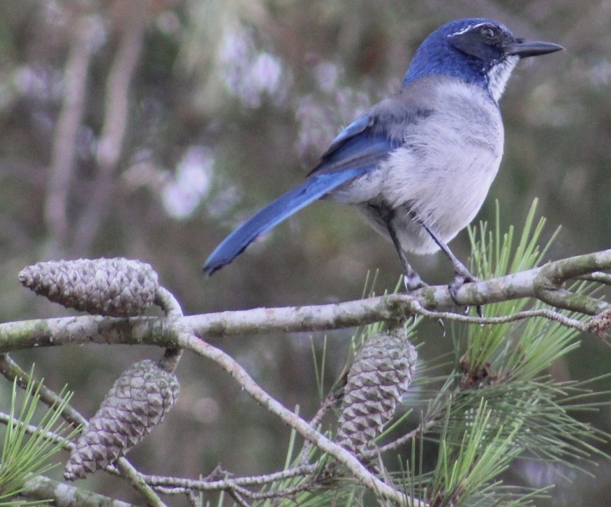 California Scrub-Jay - ML644629117