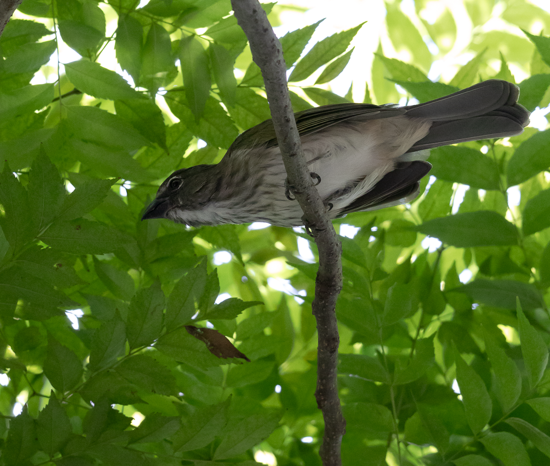 Streaked Saltator - ML644629122