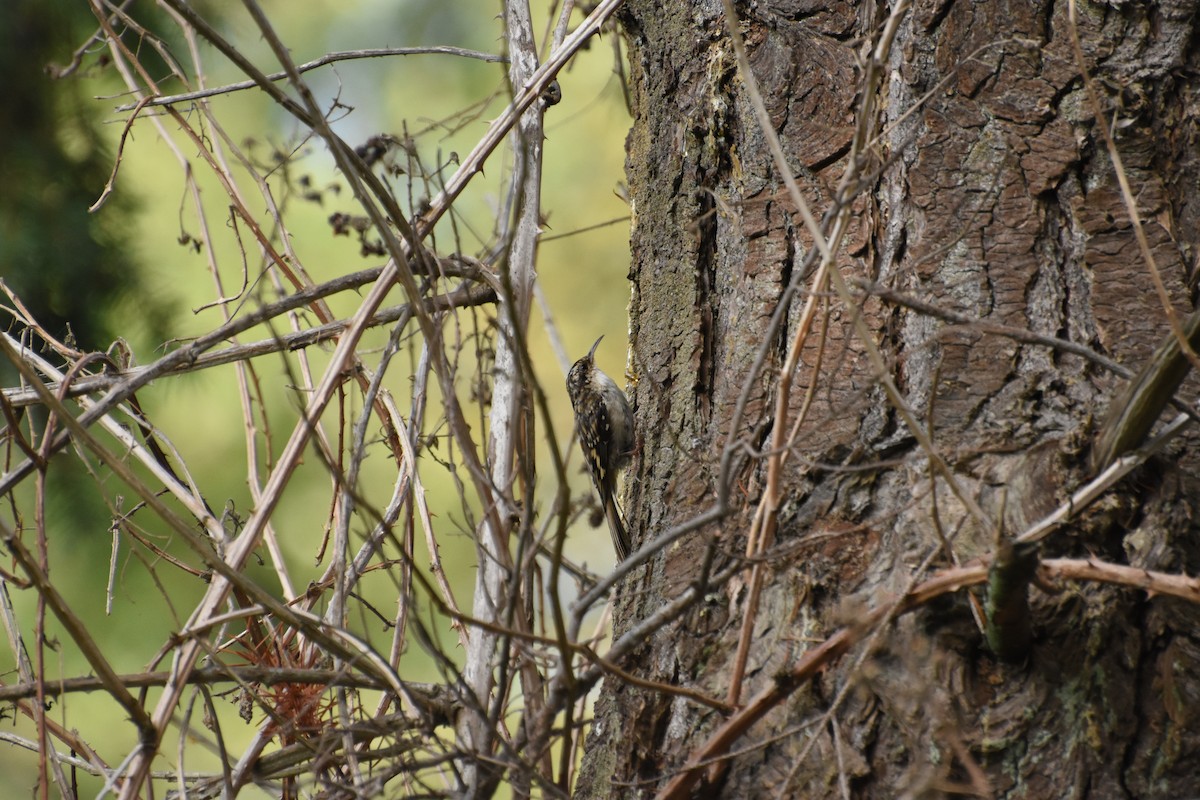 Gerri-txori amerikarra - ML644629129