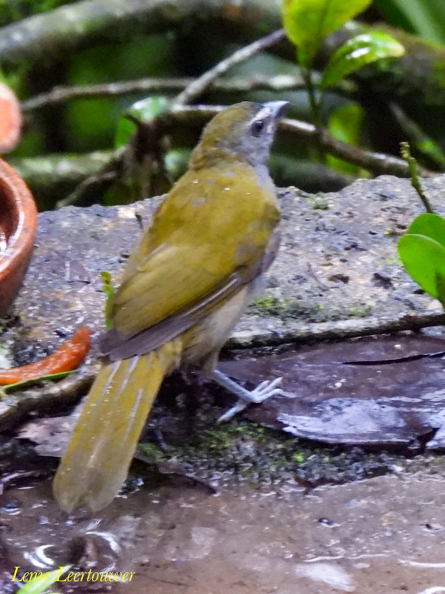Buff-throated Saltator - ML644629130
