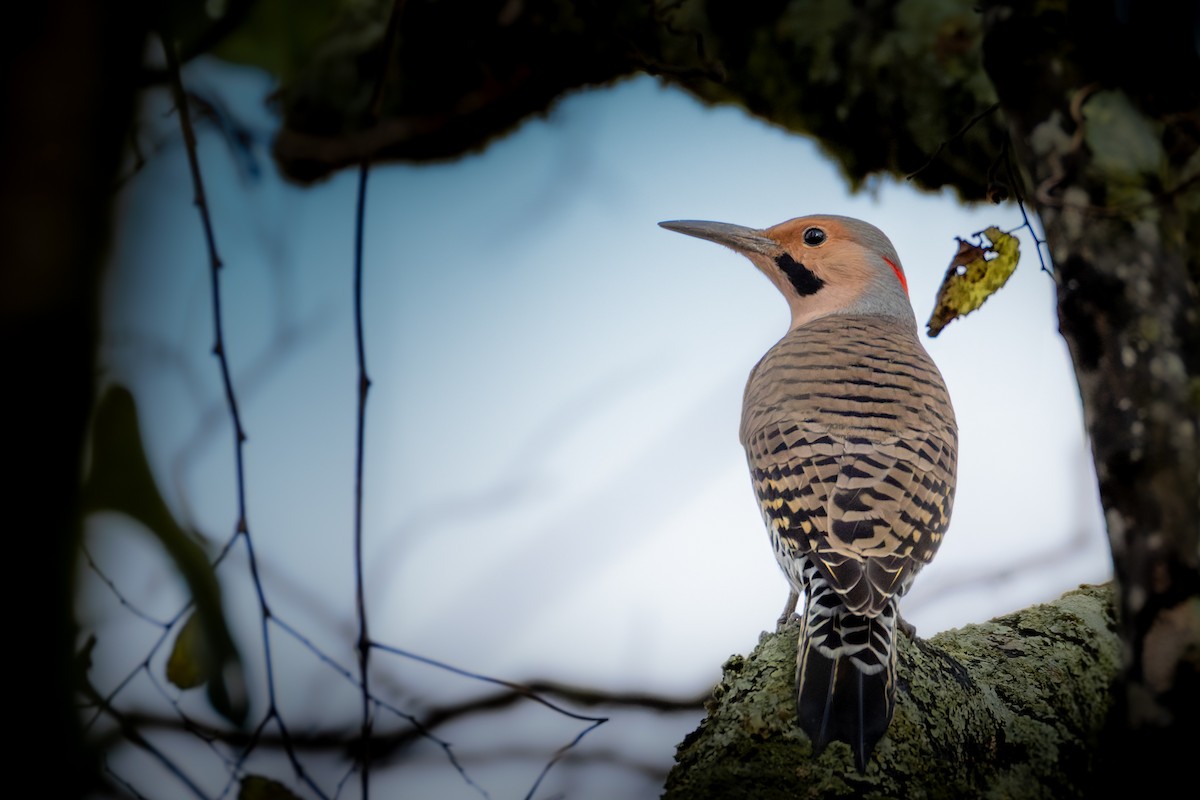 Northern Flicker (Yellow-shafted) - ML644629131