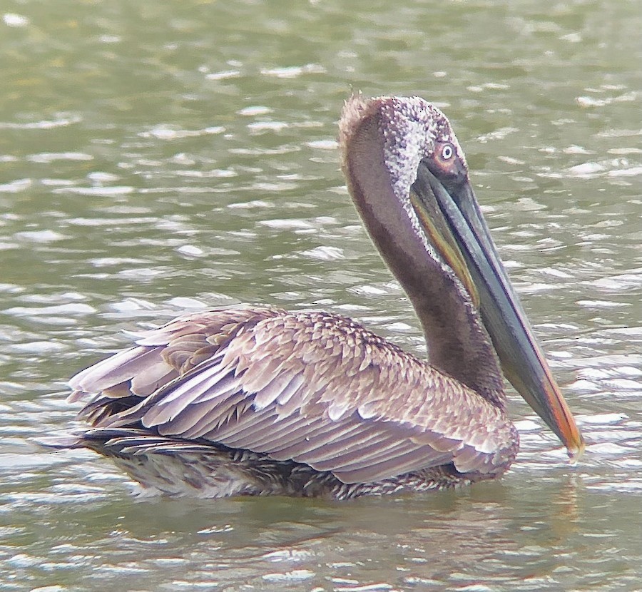 Brown Pelican (Atlantic) - ML644629132