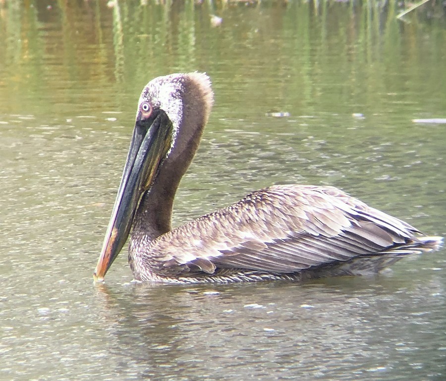 Brown Pelican (Atlantic) - ML644629133