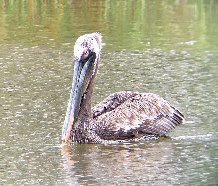 Brown Pelican (Atlantic) - ML644629135