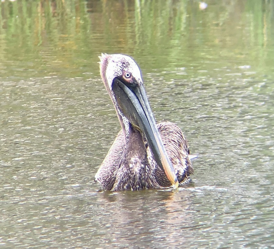 Brown Pelican (Atlantic) - ML644629136
