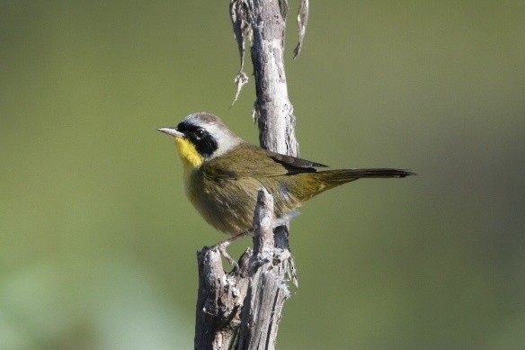 Common Yellowthroat - ML644629142