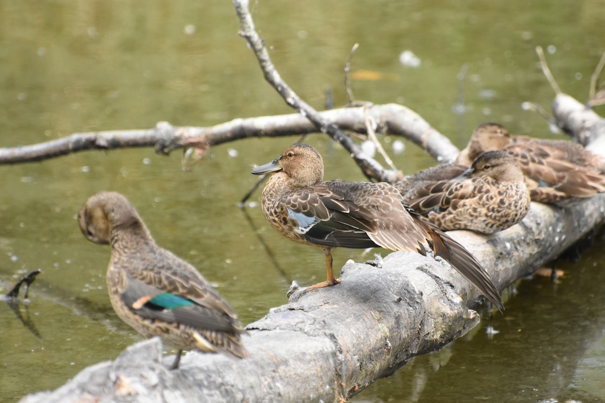 Cinnamon Teal - ML644629143
