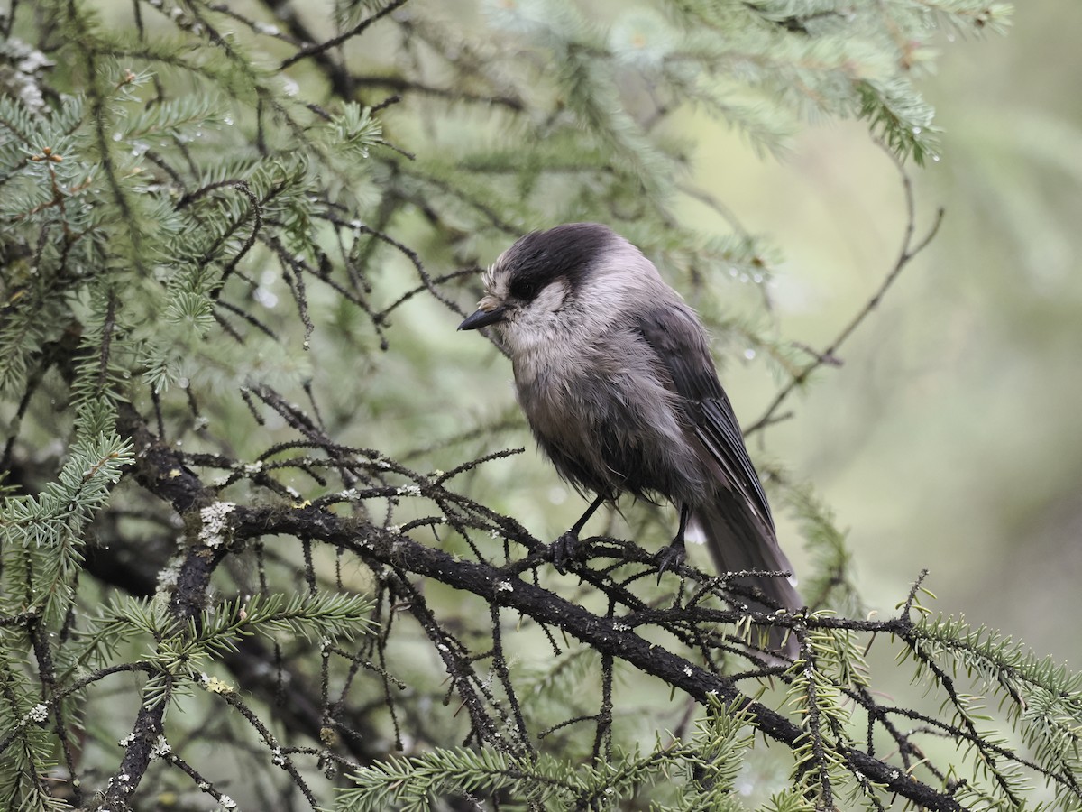 sojka šedá - ML644629146