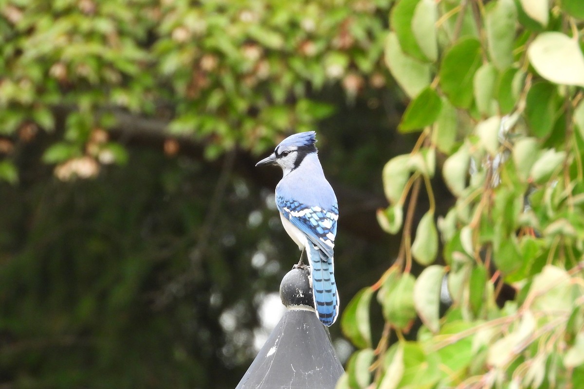 Geai bleu - ML644629147