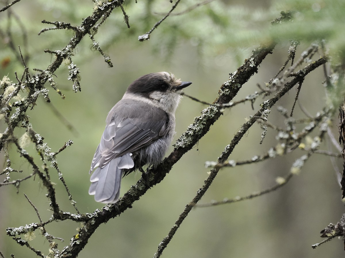 sojka šedá - ML644629149