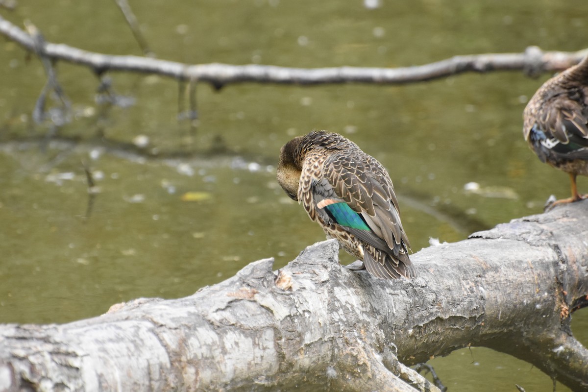Green-winged Teal - ML644629150