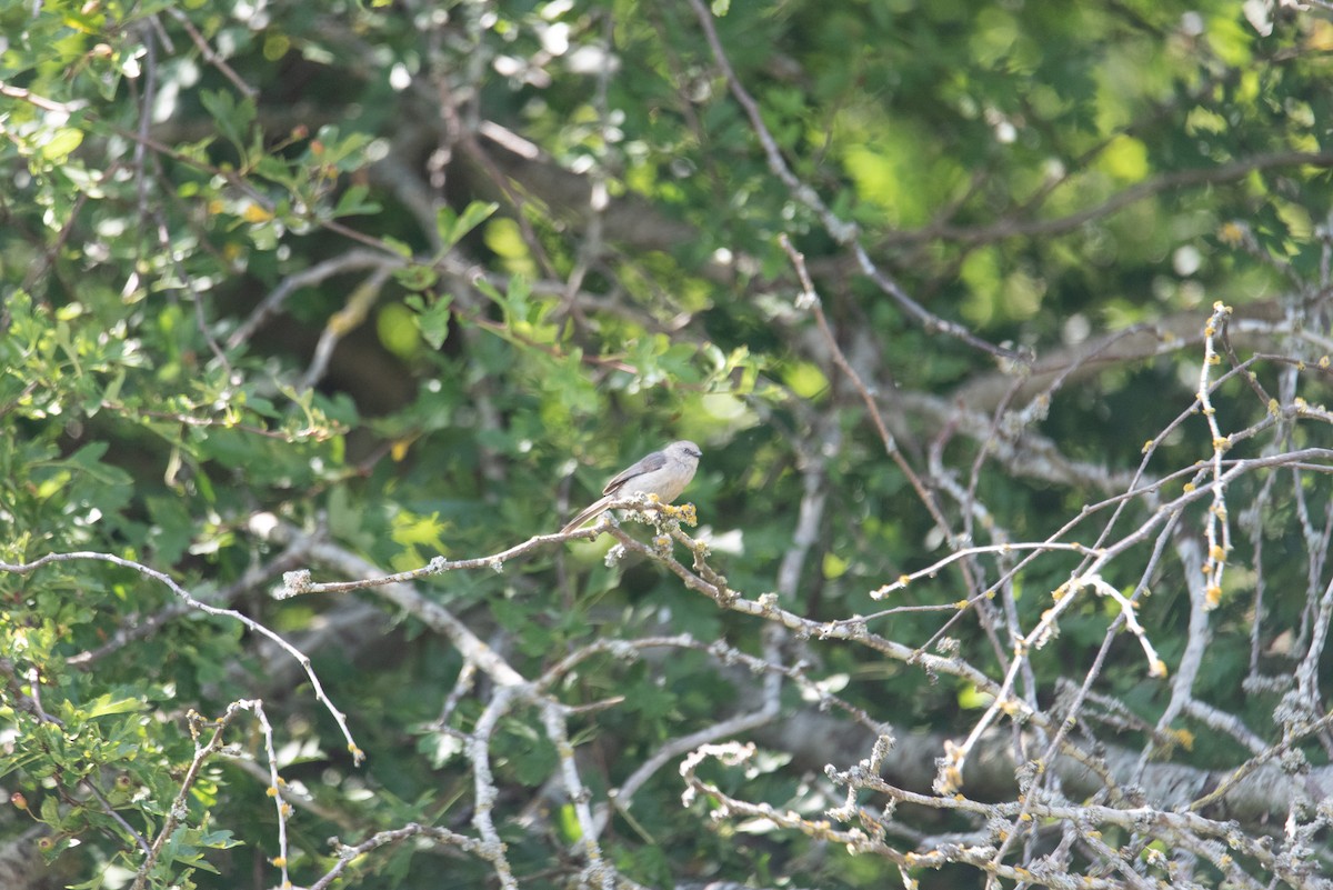 krattmeis (minimus gr.) - ML644629155