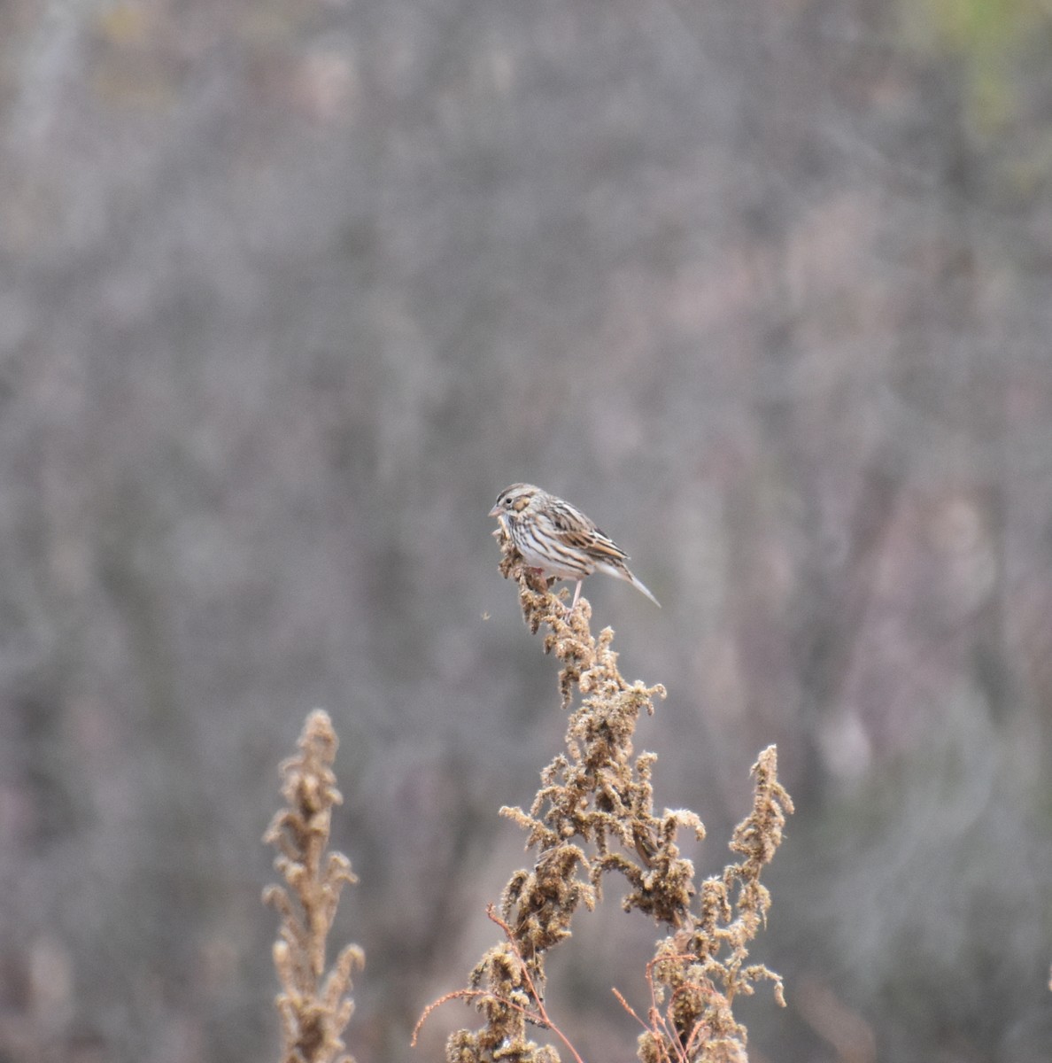 Пасовник савановий [група sandwichensis] - ML644629165