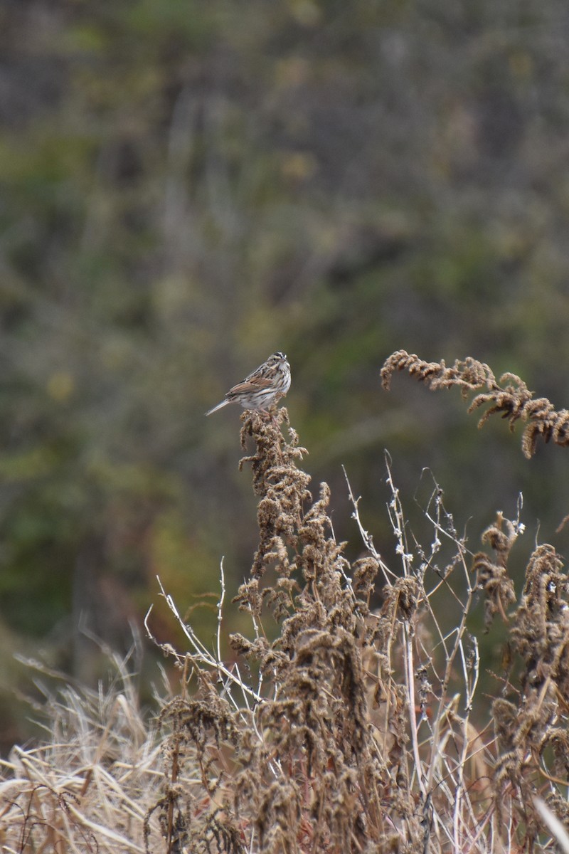 Пасовник савановий [група sandwichensis] - ML644629166