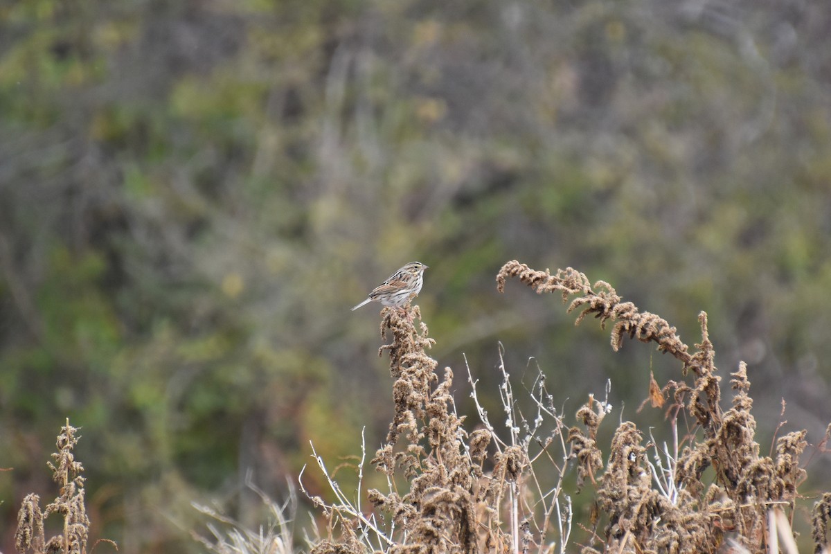 Пасовник савановий [група sandwichensis] - ML644629167