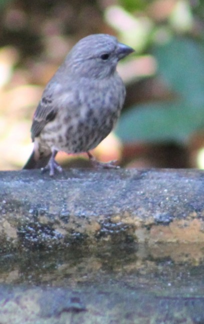 Roselin familier - ML644629168