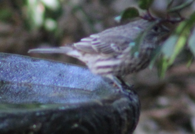 Roselin familier - ML644629169