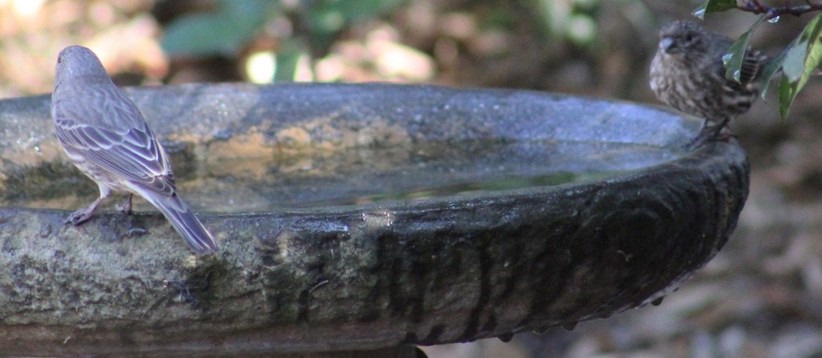 Roselin familier - ML644629170