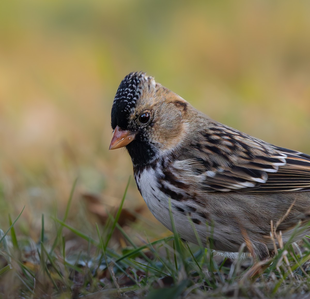 Bruant à face noire - ML644629171