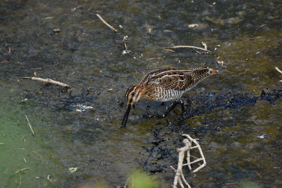 Wilson istingorra - ML644629175