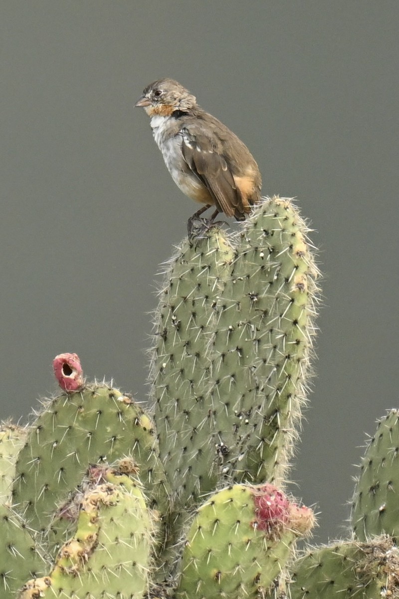 White-throated Towhee - ML644629177