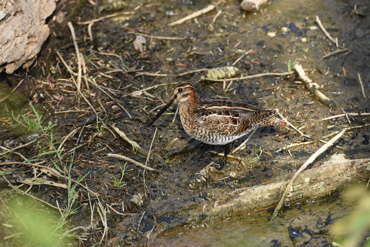 Wilson istingorra - ML644629178