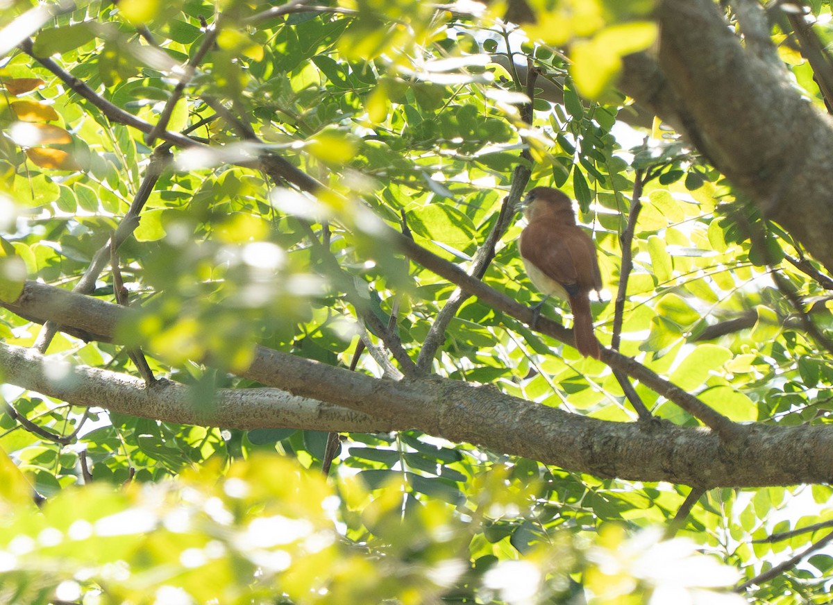 Cinereous Becard - ML644629179