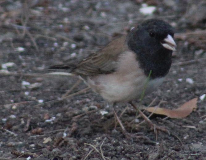 Dark-eyed Junco - ML644629192