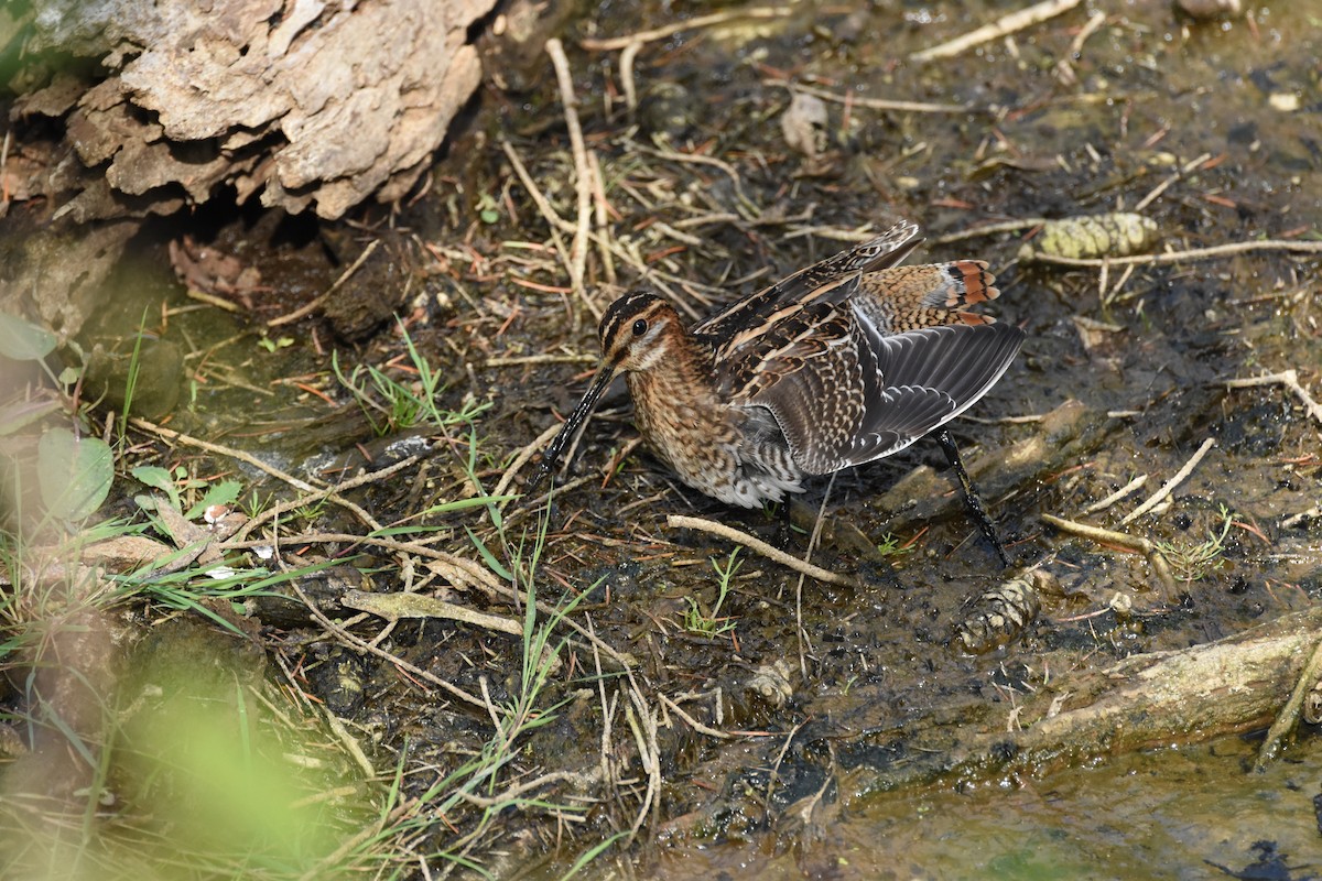 Wilson istingorra - ML644629196