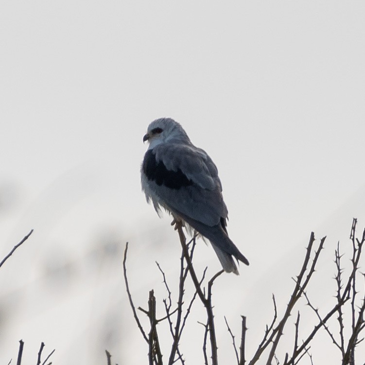 White-tailed Kite - ML644629197
