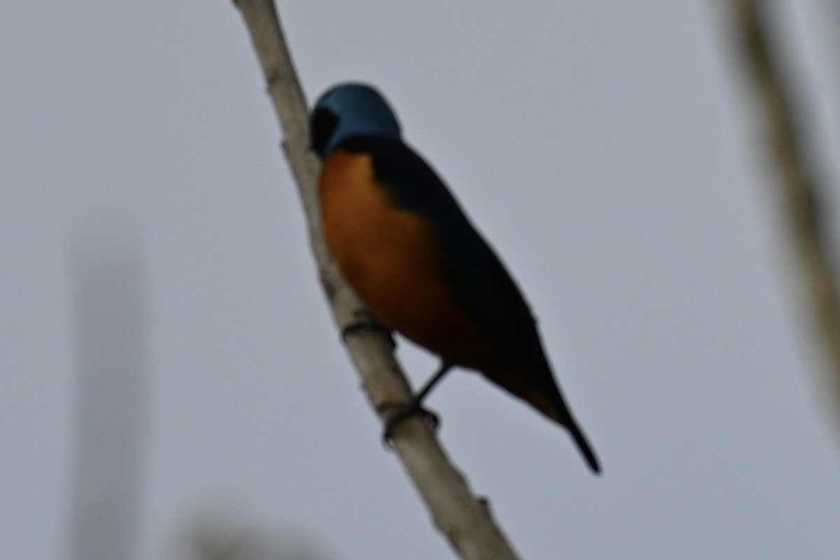 Elegant Euphonia - ML644629198