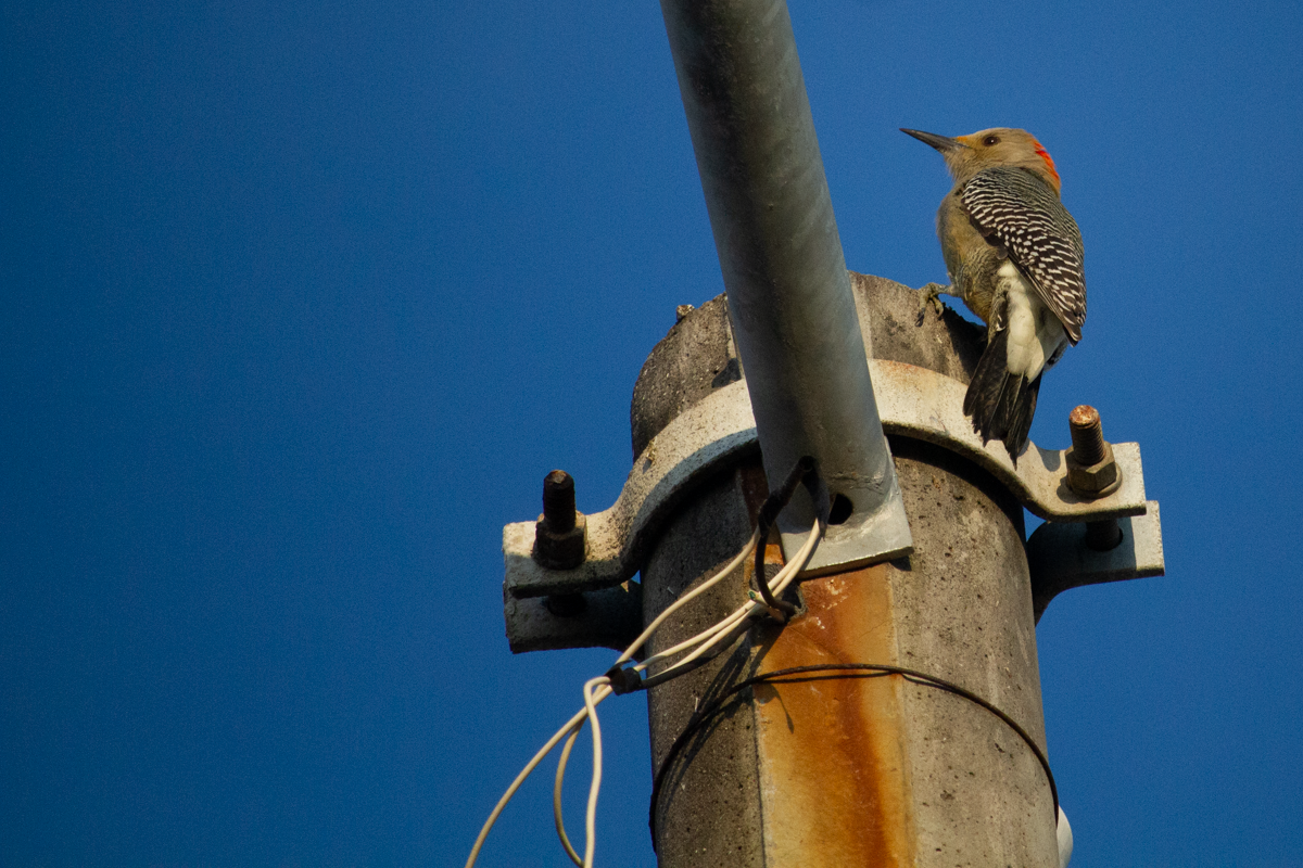 Golden-fronted Woodpecker - ML644629200