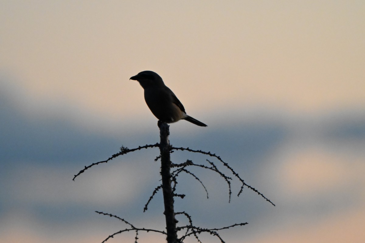 Antzandobi boreala - ML644629201