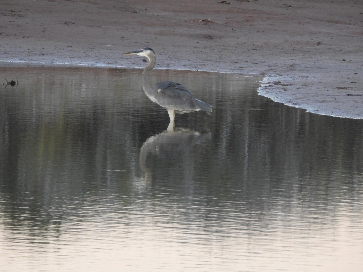 Koartza hauskara amerikarra - ML644629202