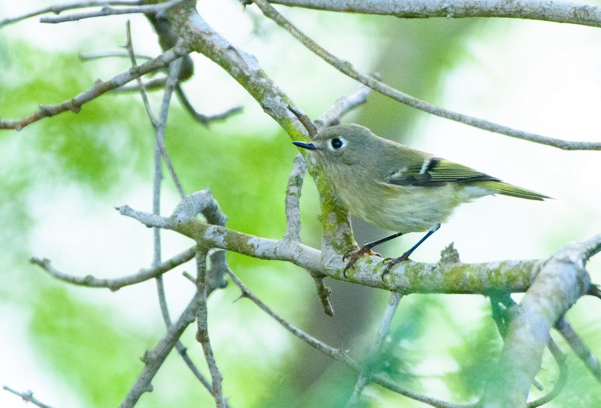 Erregetxo mottogorria - ML644629209