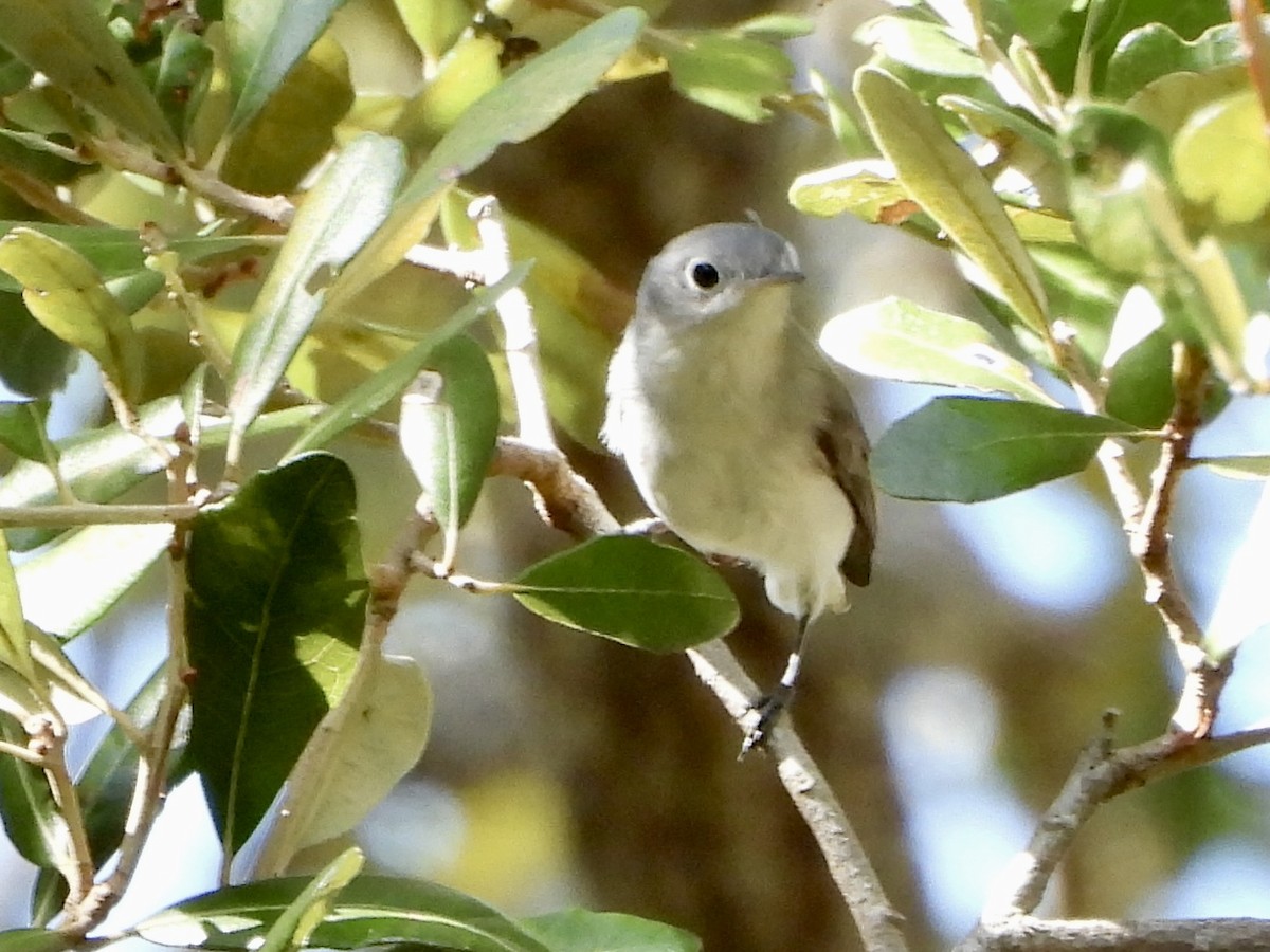 Blue-gray Gnatcatcher - ML644629211