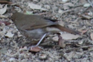 Hermit Thrush - ML644629213