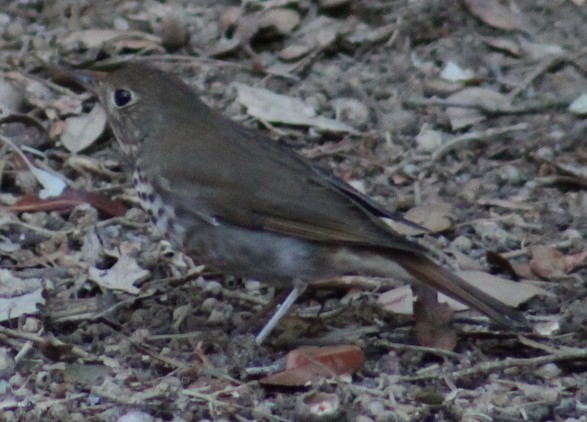 Hermit Thrush - ML644629214