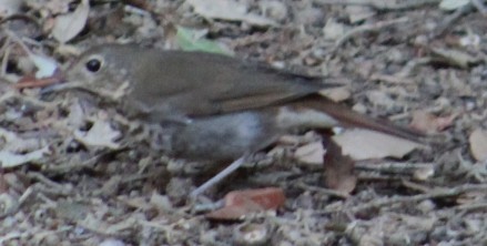 Hermit Thrush - ML644629215