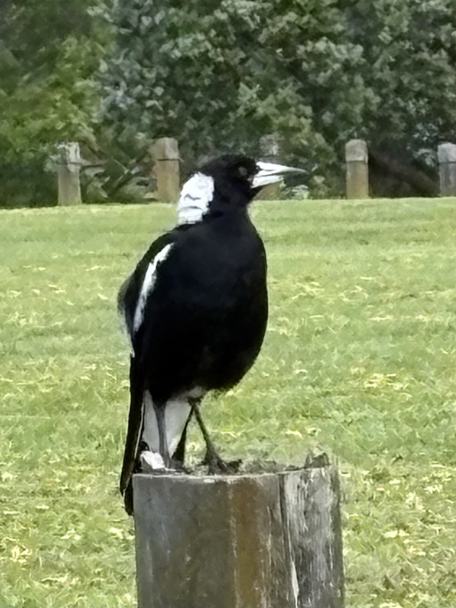 Australian Magpie - ML644629217