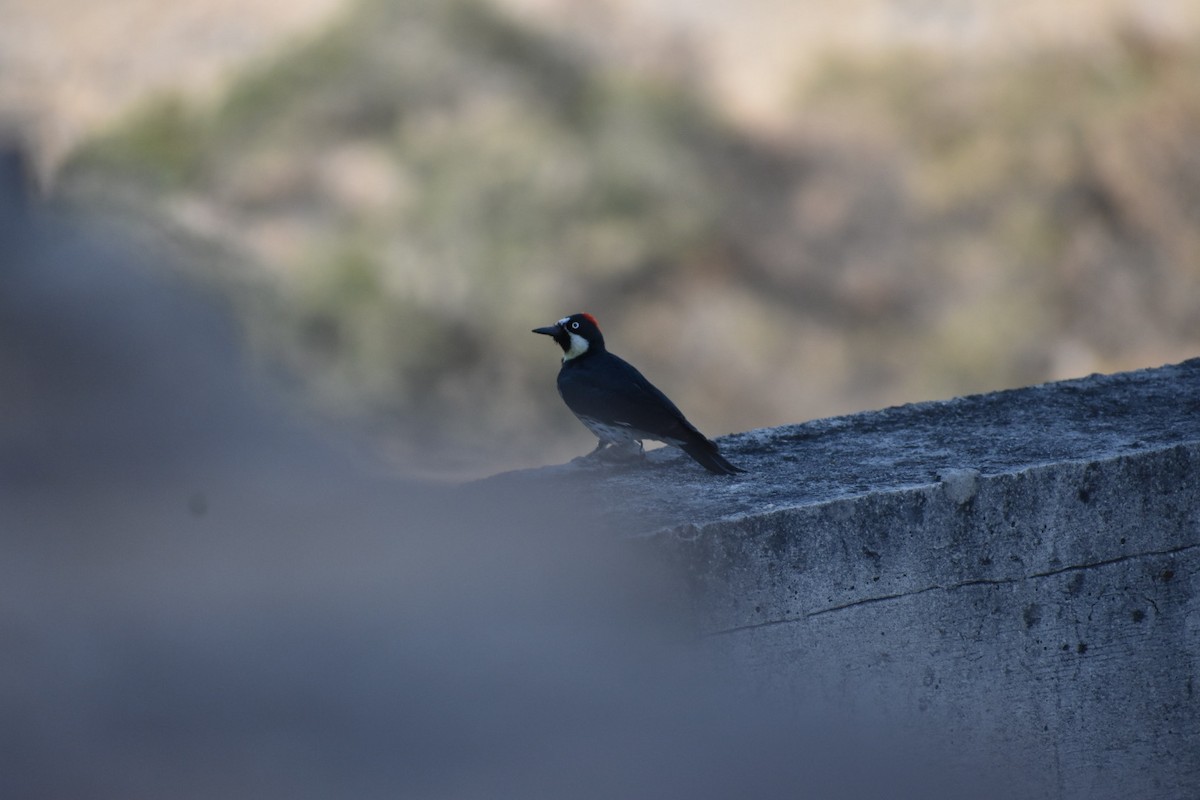 Acorn Woodpecker - ML644629219