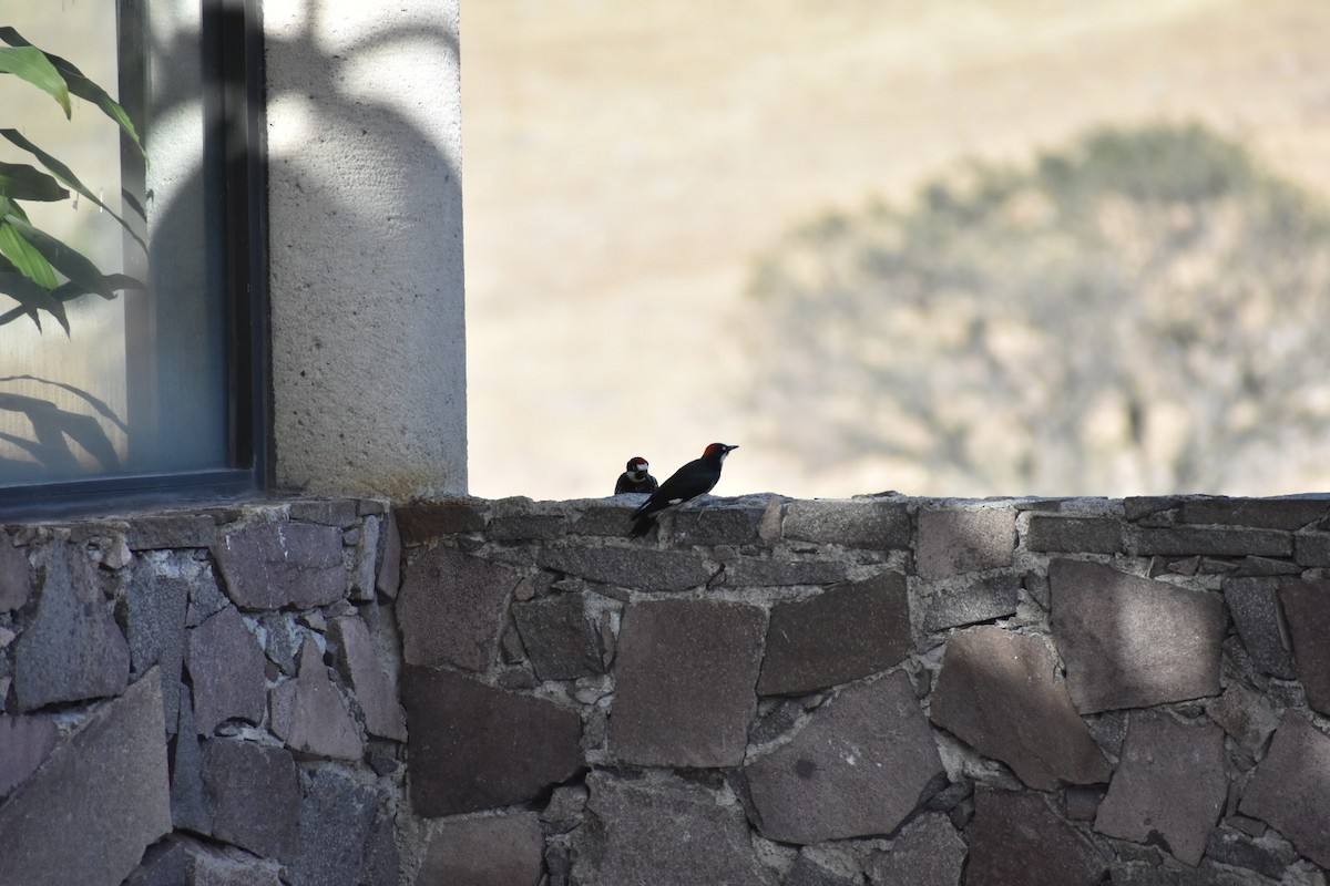 Acorn Woodpecker - ML644629220