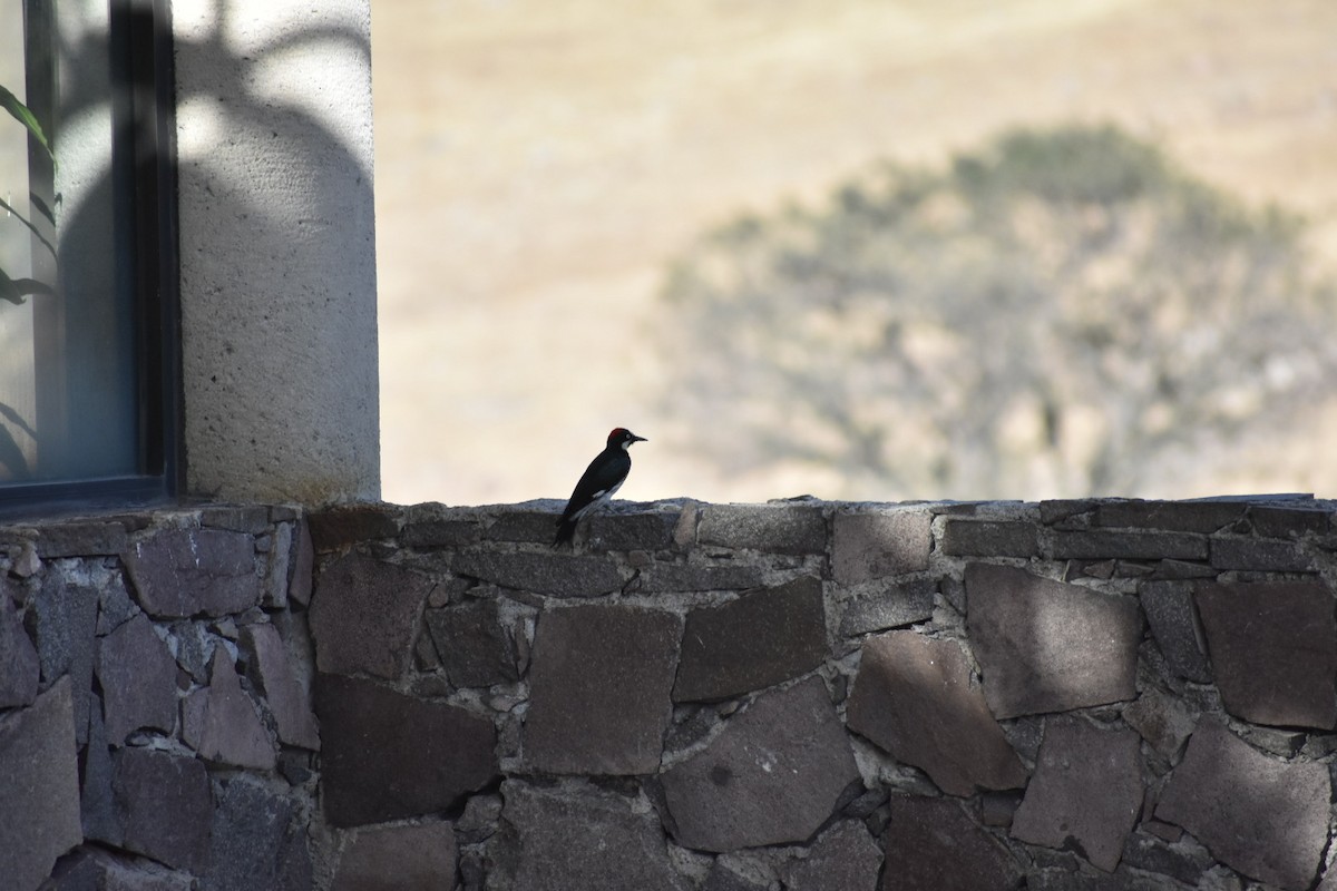 Acorn Woodpecker - ML644629221