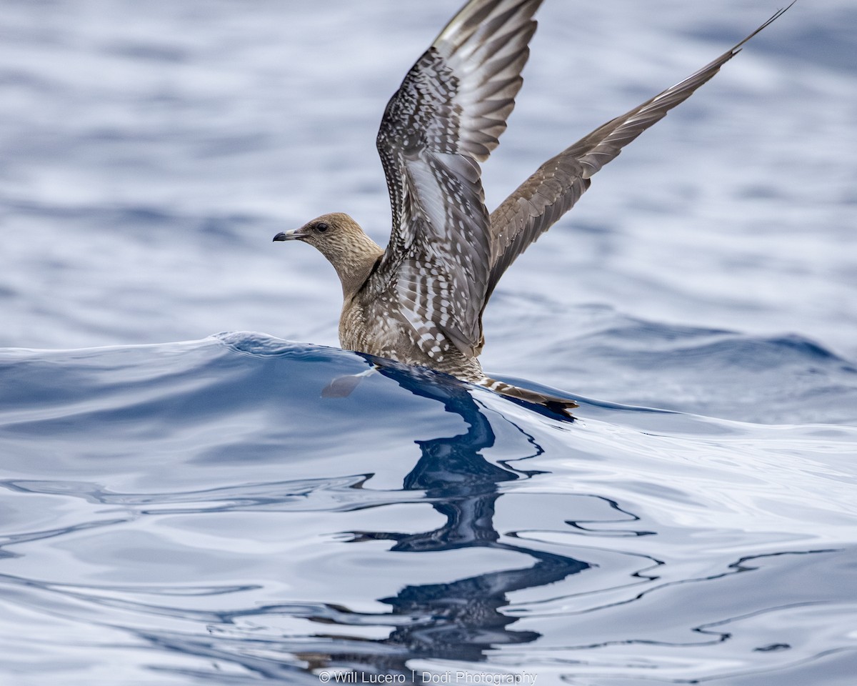 Marikaka isatslaburra - ML644629223