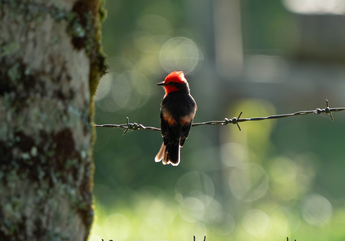 Vermilion Flycatcher - ML644629224